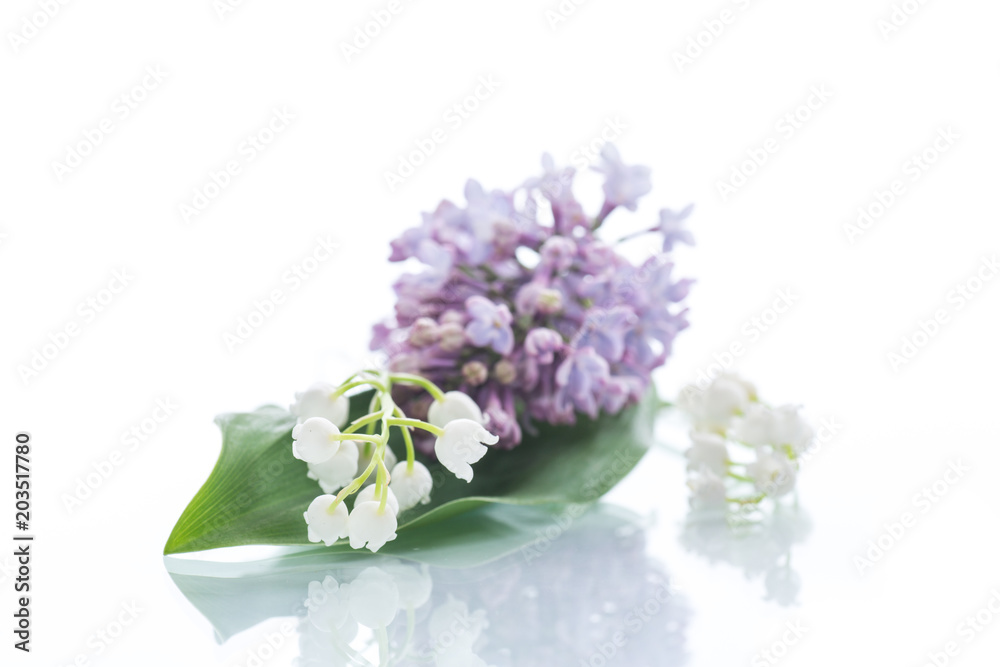 branch of blossoming spring lilac branch of blossoming spring lilac