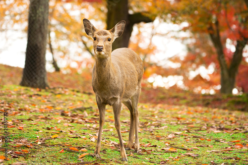 Nara's deer with Autumn leaves.