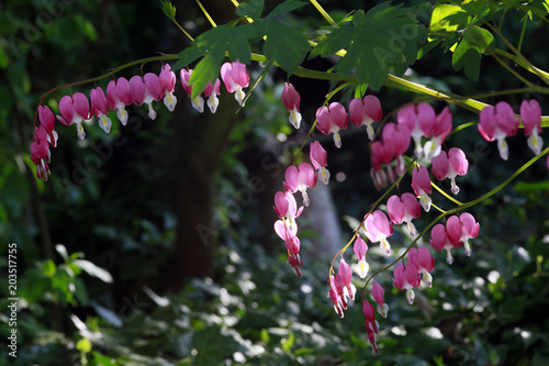 Tränendes Herz (Lamprocapnos spectabilis) , Weilerswist, Nordrhein-Westphalen, Deutschland photo