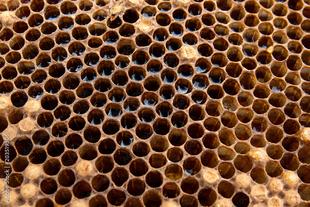 Close up view of honeycomb with honey on vintage background.. Close up view of honeycomb with honey on vintage background..