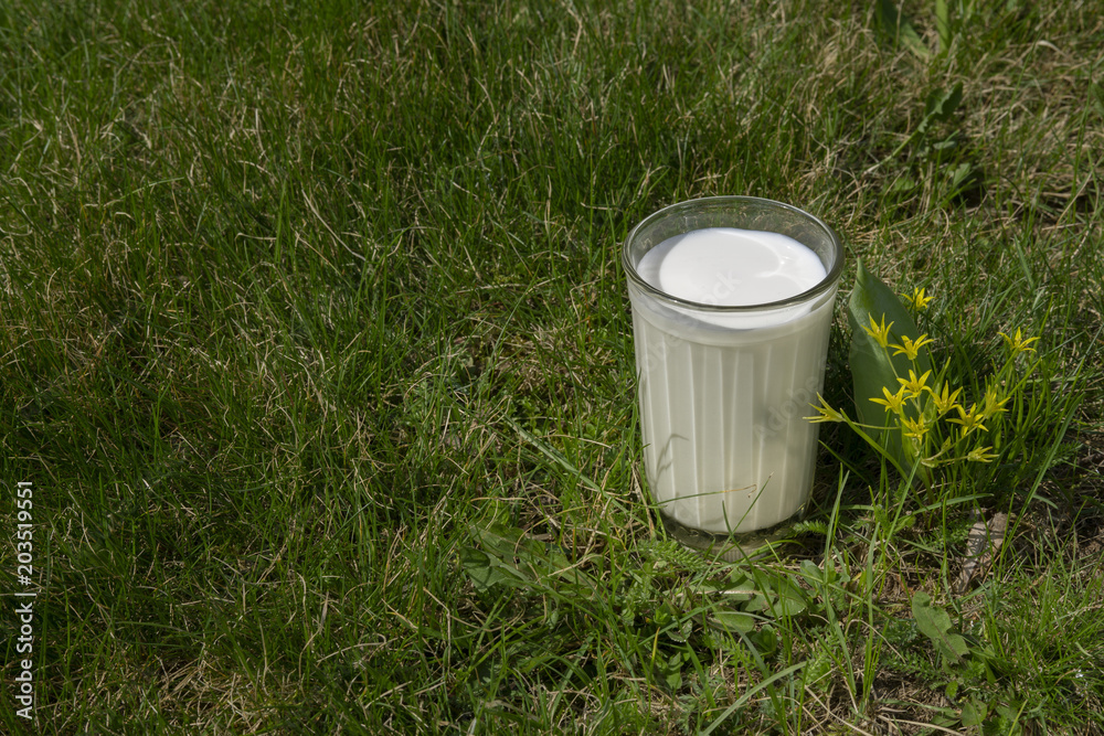 a glass of milk on a green grass a glass of milk on a green grass