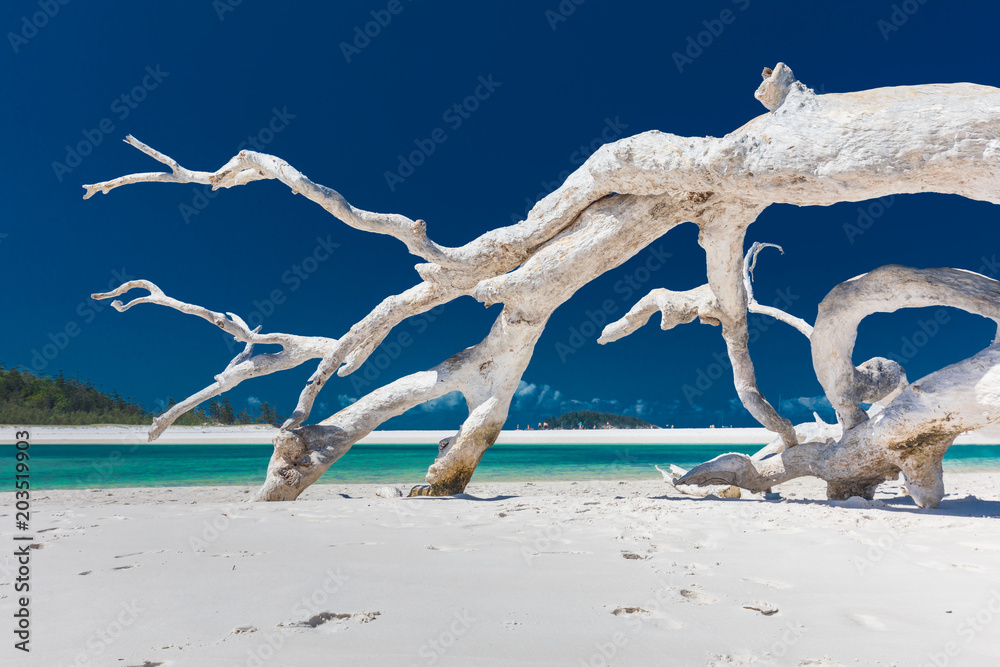 Obraz premium Biały driftwood drzewo na zadziwiającej Whitehaven plaży z białym piaskiem w Whitsunday wyspach, Queensland, Australia