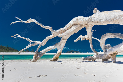 Fotografia White driftwood tree on amazing Whitehaven Beach with white sand in the Whitsund