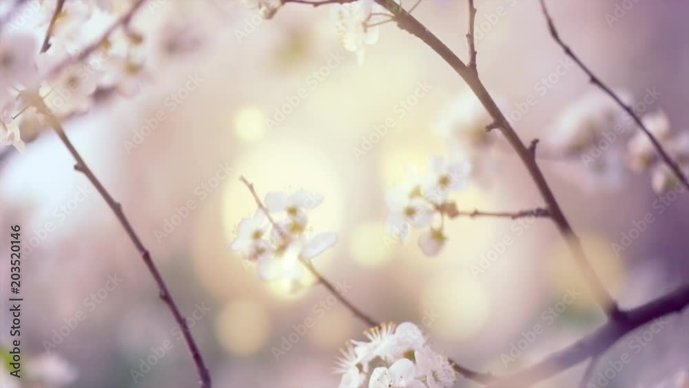 Peach tree blossom background. Spring scene. Blooming peach trees in orchard. Cherry spring flowers closeup. Springtime. Slow motion 4K UHD video Peach tree blossom background. Spring scene. Blooming peach trees in orchard. Cherry spring flowers closeup. Springtime. Slow motion 4K UHD video