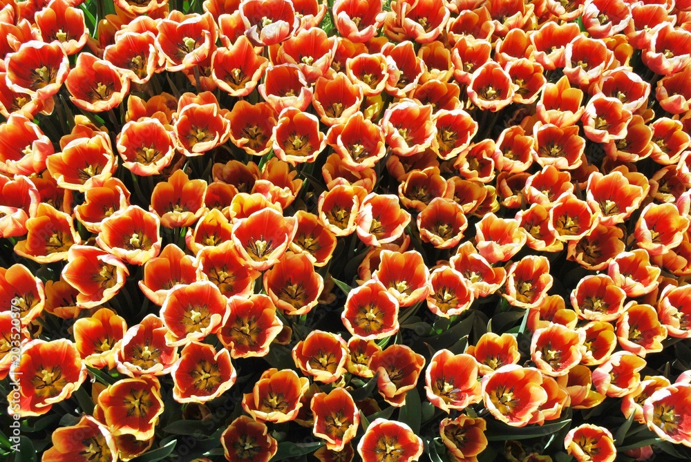 Obraz premium Tulipany