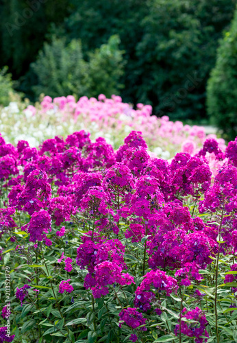 Wallpaper Mural Flowers pink phloxes grow in the garden Torontodigital.ca