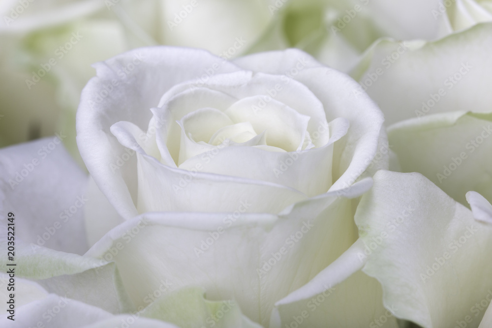 Close-up shot of white rose Close-up shot of white rose