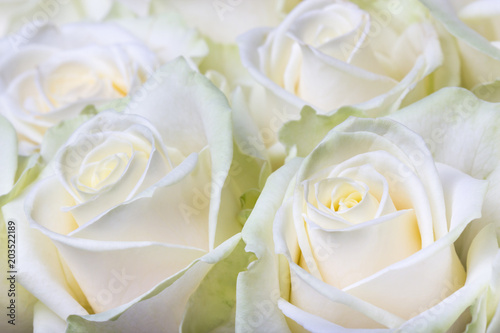 Close-up shot of fresh cream-white roses