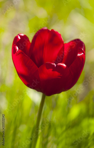 Flower of a tulip