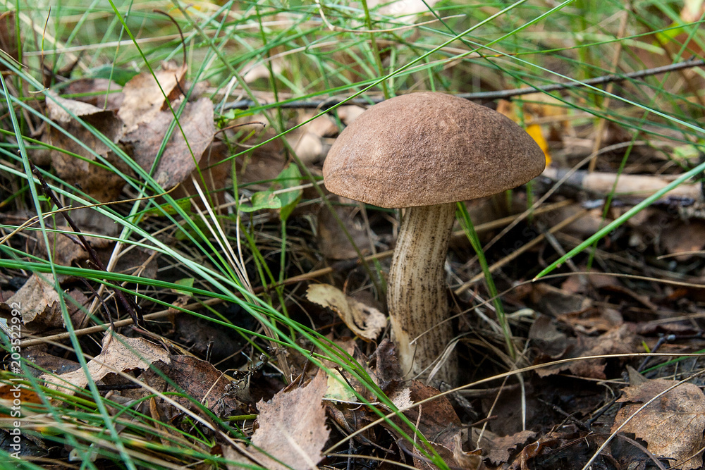 Close up view of brown cap boletus growing in forest. Close up view of brown cap boletus growing in forest.