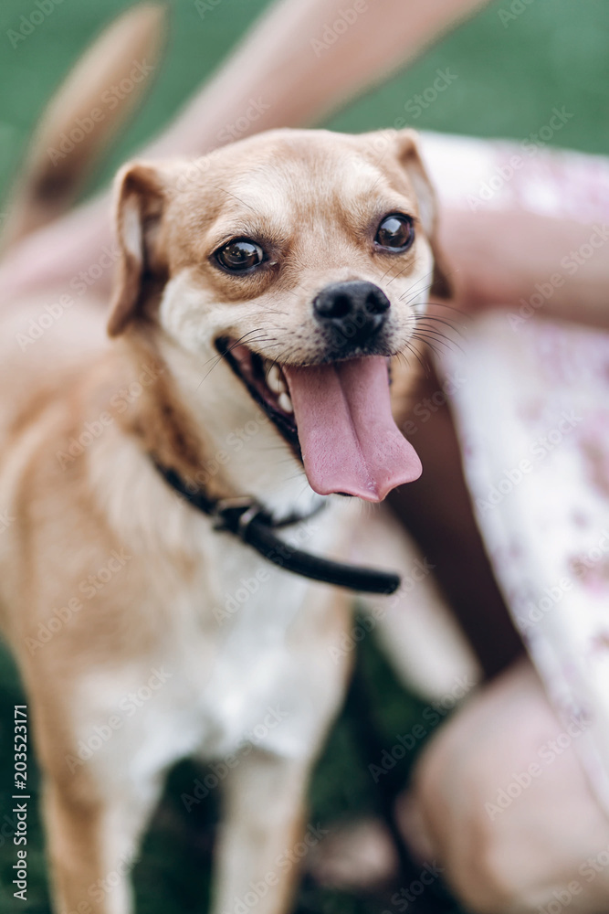 Small happy dog portrait, close-up of cute brown puppy smiling outdoors in a park, funny emotional puppy with tongue sticking out Small happy dog portrait, close-up of cute brown puppy smiling outdoors in a park, funny emotional puppy with tongue sticking out