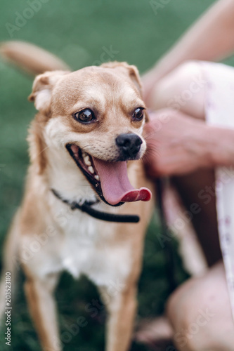 Small happy dog portrait, close-up of cute brown puppy smiling outdoors in a park, funny emotional puppy with tongue sticking out