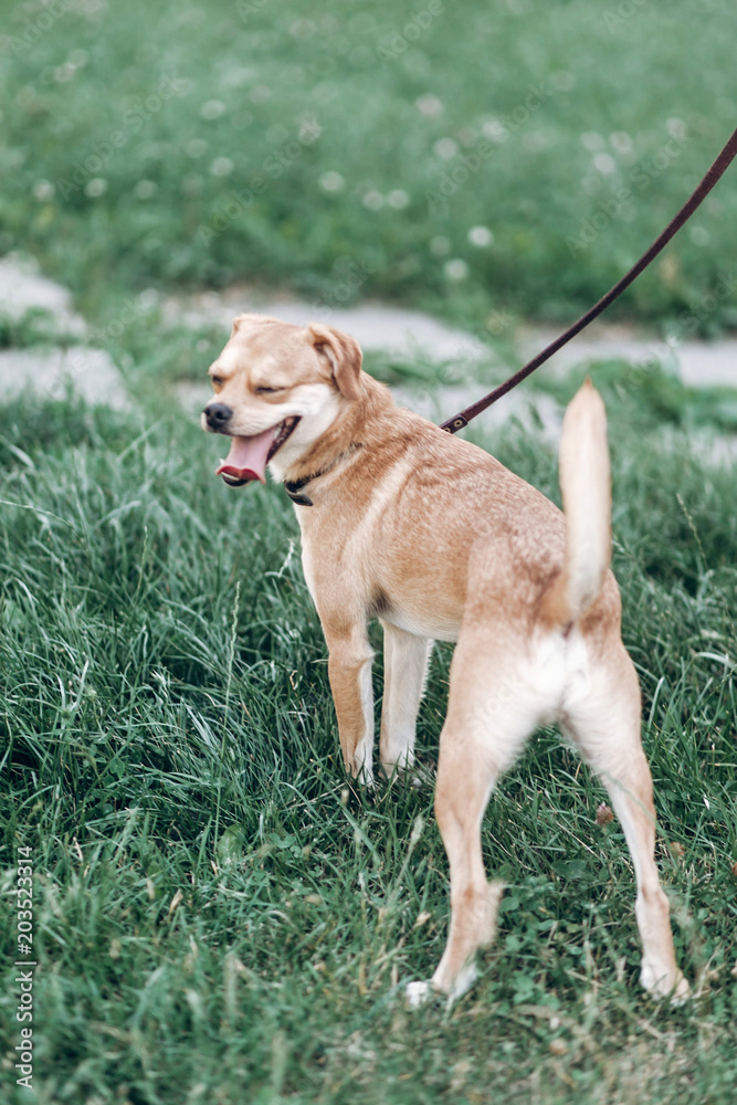 Cute brown dog yawning while on a walk in a park, small mongrel dog relaxing outdoors with owner, animal shelter concept Cute brown dog yawning while on a walk in a park, small mongrel dog relaxing outdoors with owner, animal shelter concept