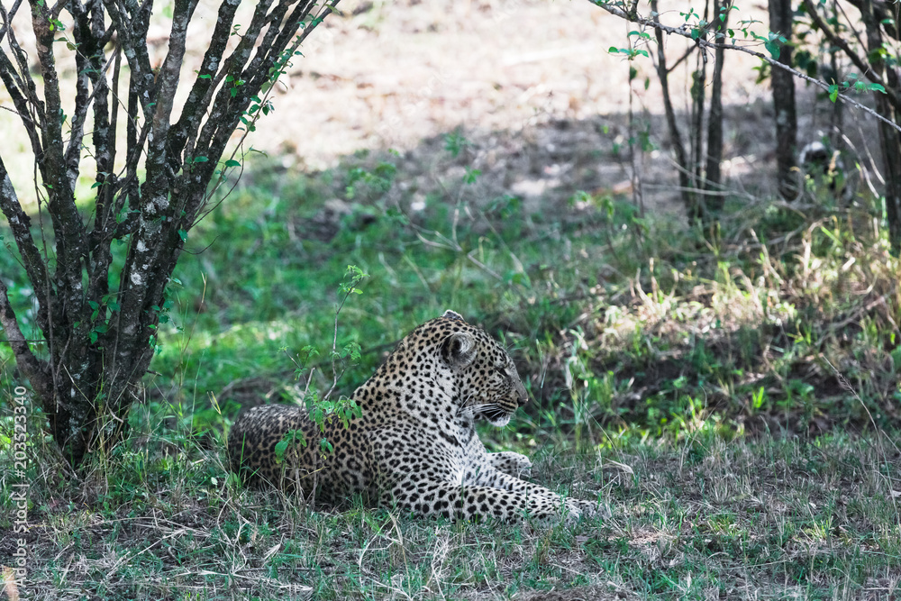 Obraz premium Leopard is resting in the shade of trees. Masai Mara, Kenya