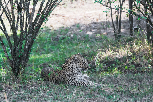 Leopard resting in the shade of trees. Kenya  Africa