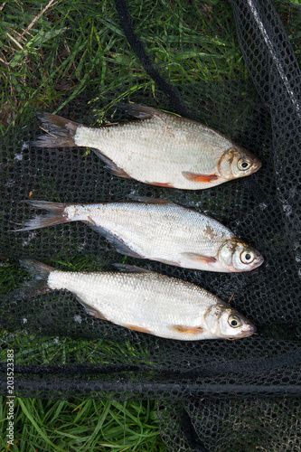 Several freshwater fish: white bream or silver fish, common nase and zope or the blue bream on black fishing net.. photo