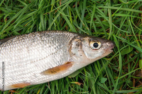 View of single freshwater common nase fish on green grass.. photo