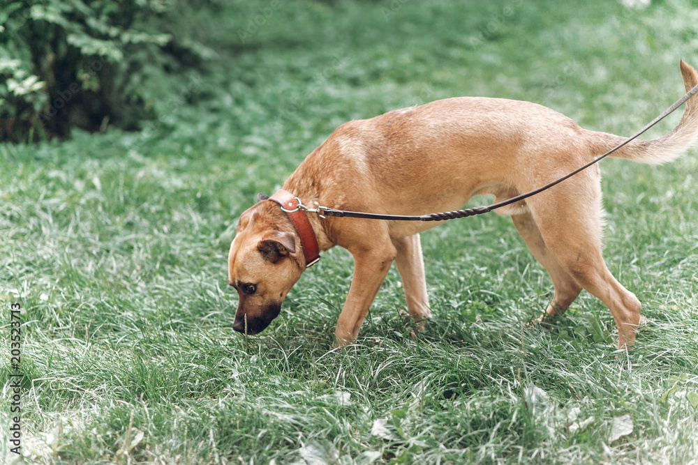 Cute search dog sniffing the grass in the park, sad dog on a leash in the park, animal adoption concept Cute search dog sniffing the grass in the park, sad dog on a leash in the park, animal adoption concept
