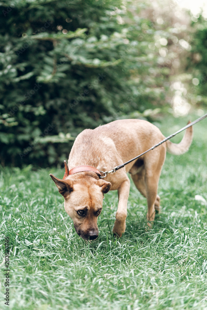 Cute search dog sniffing the grass in the park, sad dog on a leash in the park, animal adoption concept Cute search dog sniffing the grass in the park, sad dog on a leash in the park, animal adoption concept