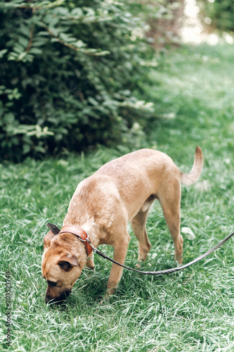 Curious dog looking for something in the grass, cute brown dog outdoors, searching concept