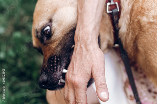 Fotografia Friendly owner playing with dog, emotional dog pretending to bite hand close-up,
