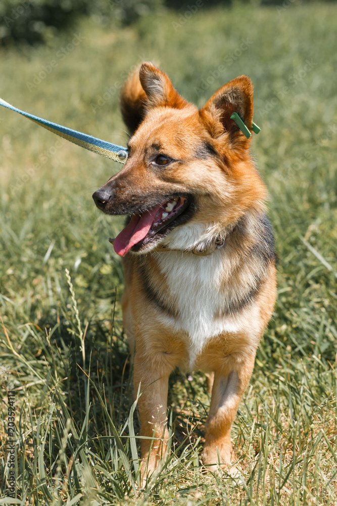 Cute german shepherd puppy smiling outdoors while on a walk in the park, happy brown dog - animal adoption concept Cute german shepherd puppy smiling outdoors while on a walk in the park, happy brown dog - animal adoption concept