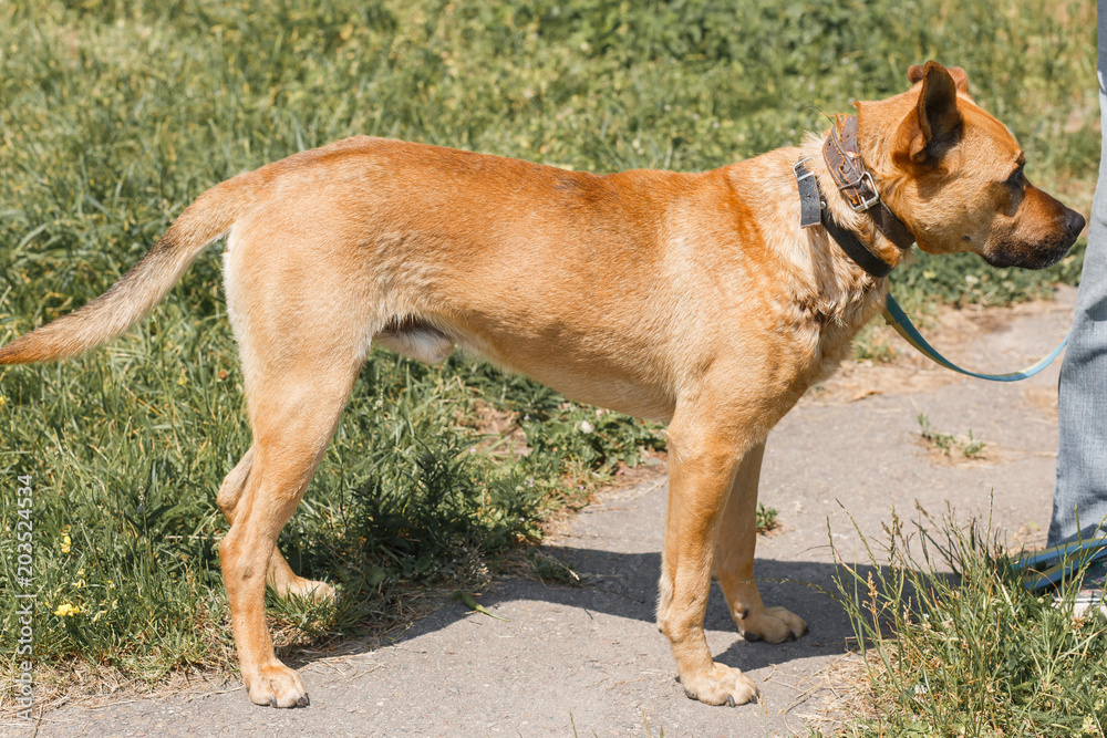 Strong brown dog walking outdoors in the park, mixed bred dog with cute ears on the grass, animal shelter concept Strong brown dog walking outdoors in the park, mixed bred dog with cute ears on the grass, animal shelter concept