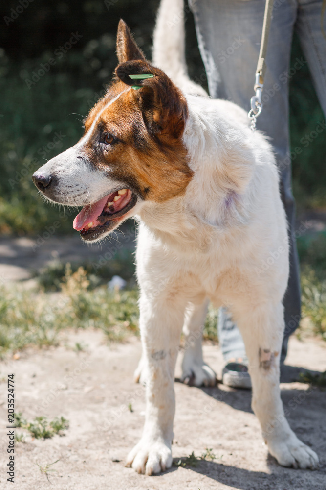 Charming little mixed breed shepherd dog smiling outdoors while on a walk in the park with female owner, dog adoption concept