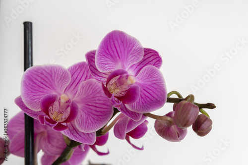 Pinke orchidee Bl  ten auf weissem Hintergrund