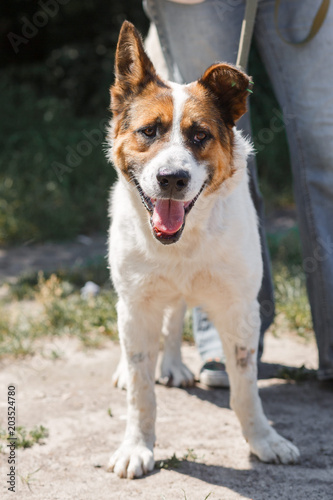 Charming little mixed breed shepherd dog smiling outdoors while on a walk in the park with female owner, dog adoption concept © sonyachny