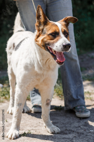 Charming little mixed breed shepherd dog smiling outdoors while on a walk in the park with female owner, dog adoption concept