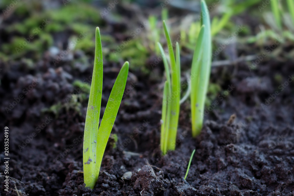 First daffodil shoots of early spring in the garden. First daffodil shoots of early spring in the garden.