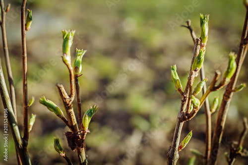 Dissolve the first leaves on the branches of a currant bush.