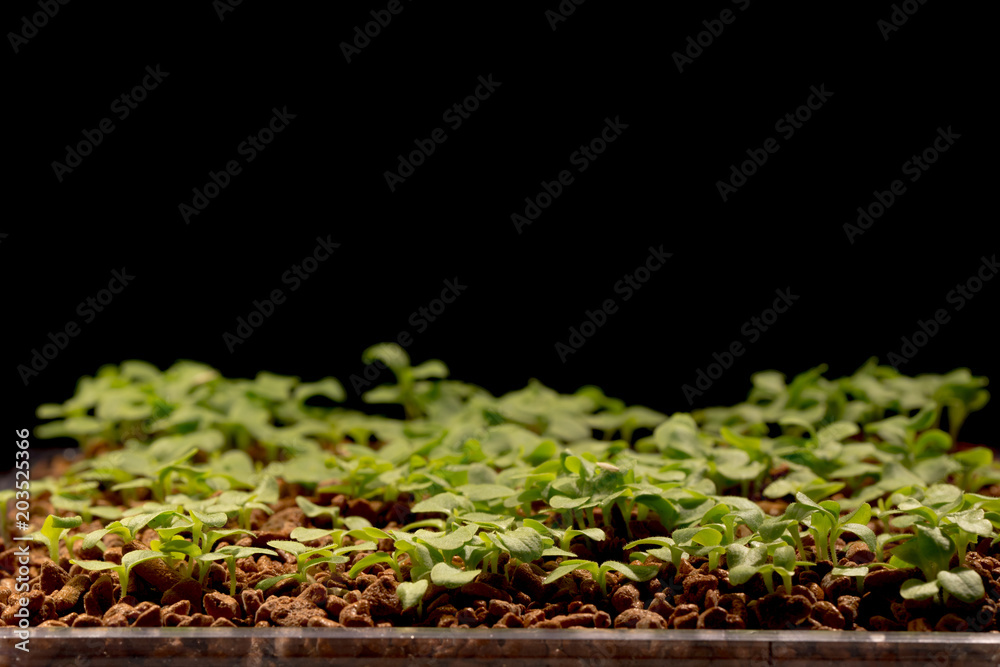Young shoots of lettuce on black background Young shoots of lettuce on black background