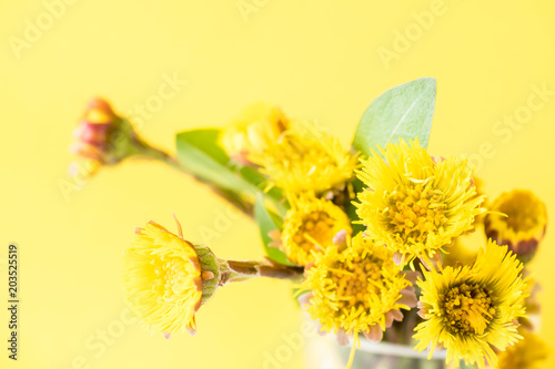 Bouquet of blossoming flowers mother and stepmother in a glass Cup on a yellow background. Selective focus photo