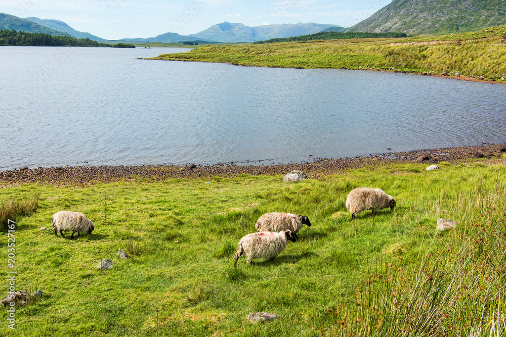 Landscapes of Ireland. Sheep grazing, Connemara in Galway county