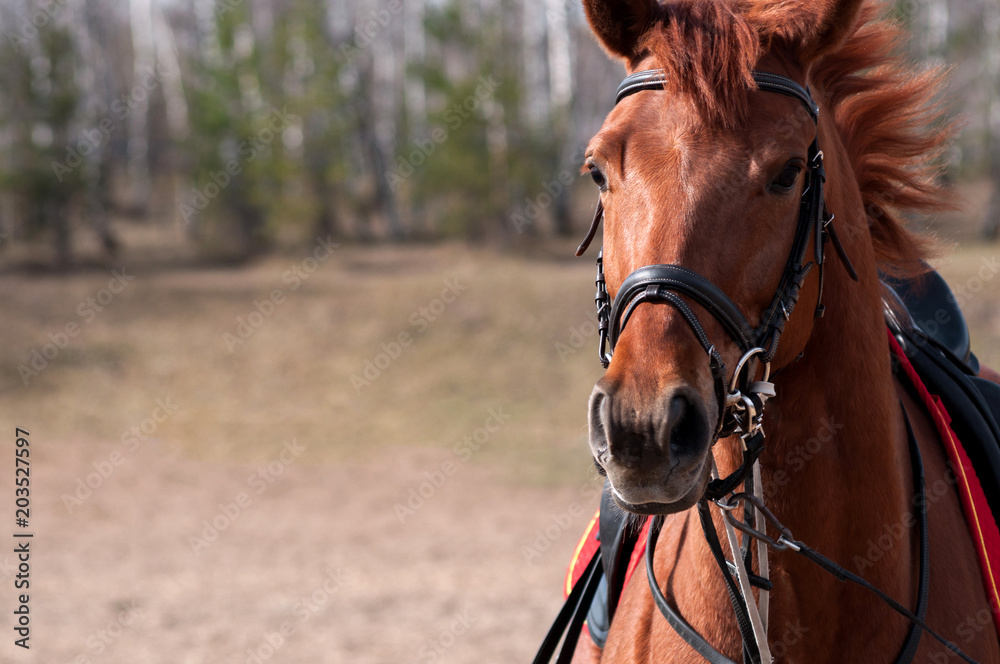 Obraz premium Horse's face