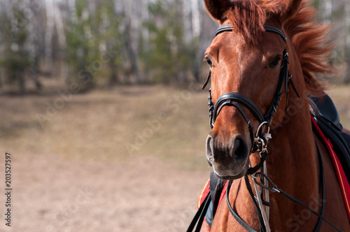 Fotografie, Tablou Horse's face
