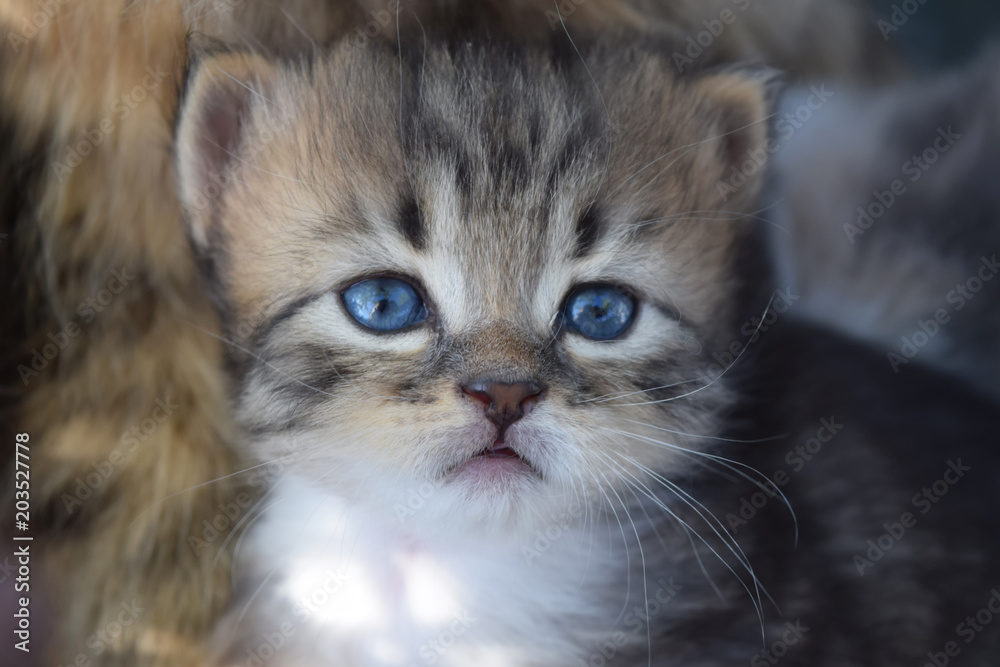 handsome a small kitten handsome a small kitten