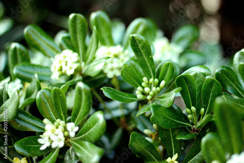 Evergreen shrub plant Pittosporum tobira, Japanese cheesewood branches with leaves on blurred background.