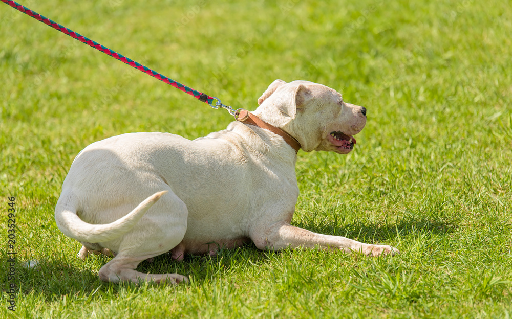 Argentine dog in the park