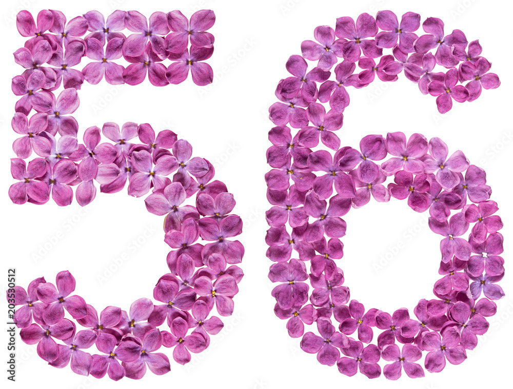 Arabic numeral 56, fifty six, from flowers of lilac, isolated on white background