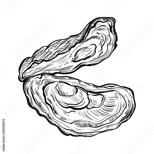 Oyster shell. Engraved style. Isolated on white background. Vector illustration 