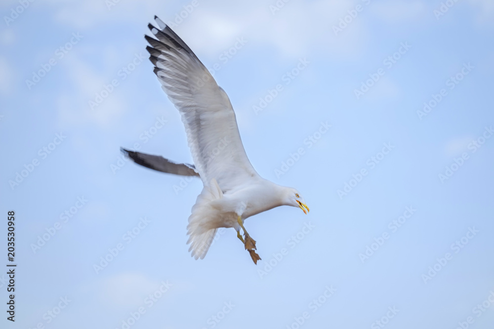 Seagull on the air Seagull on the air