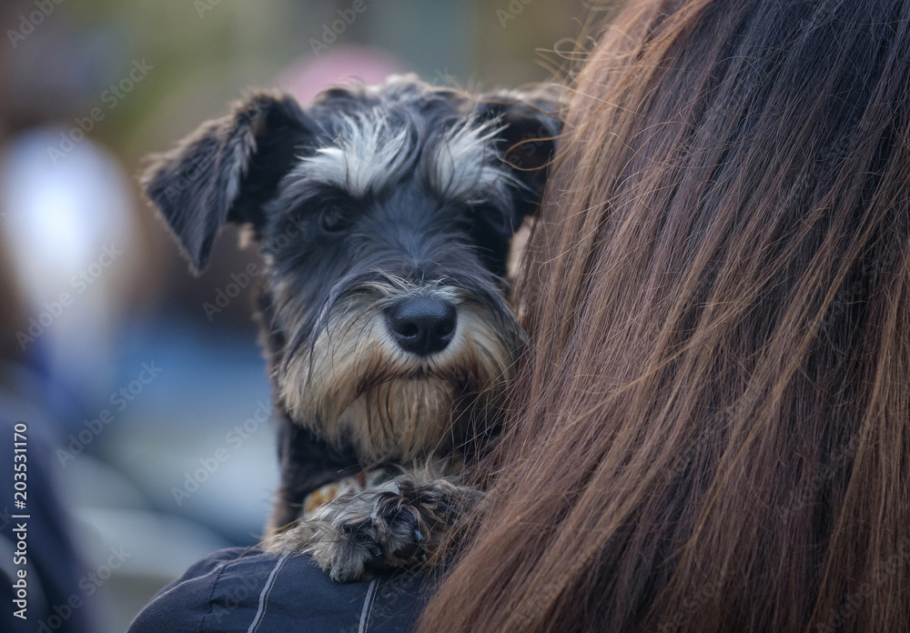 Funny terrier dog sits at the woman's hands 1
