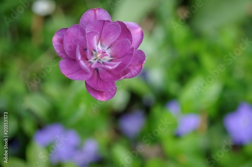 Frühling