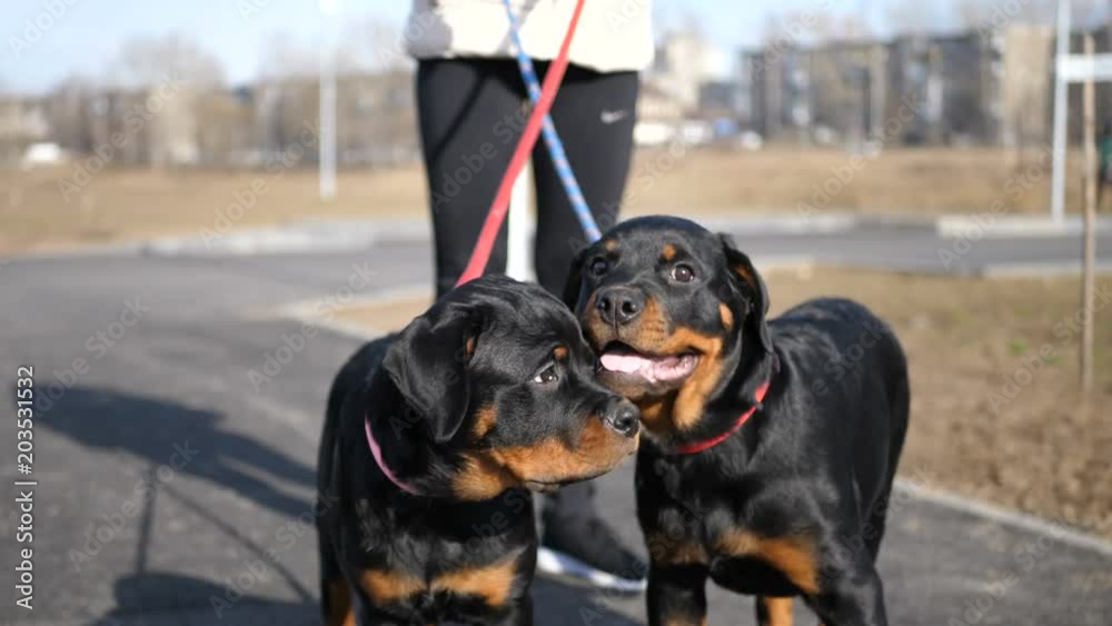 Charming Rottweiler puppies look carefully into the camera turning their heads