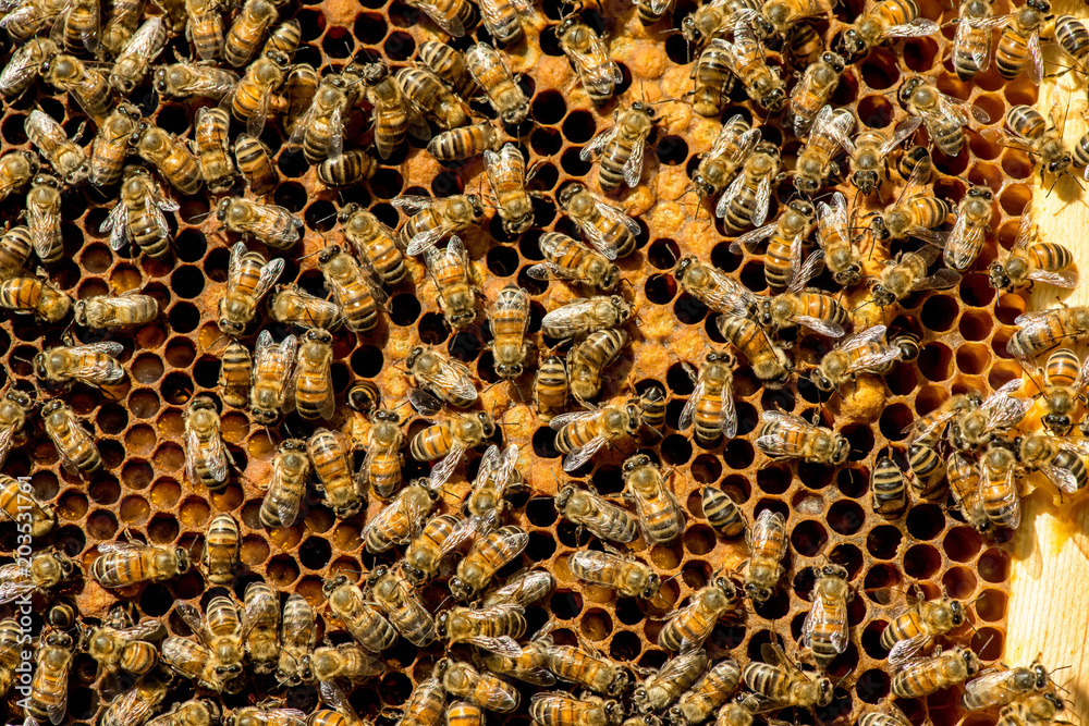 The queen bee swarm - selective focus The queen bee swarm - selective focus