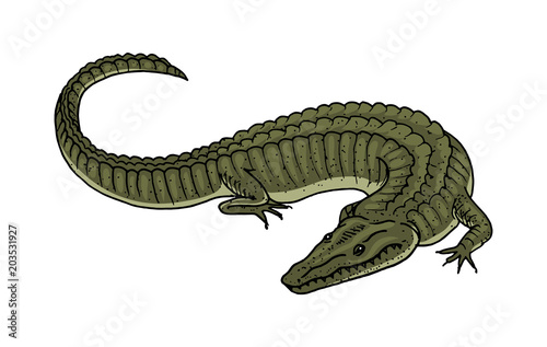 Green Crocodile, American Alligator Reptile amphibian. Tropical animal. Engraved hand drawn in old vintage sketch. Vector illustration. photo