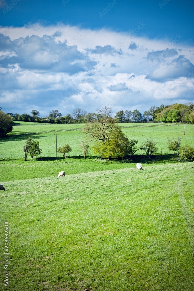 Sheep on the fields Sheep on the fields